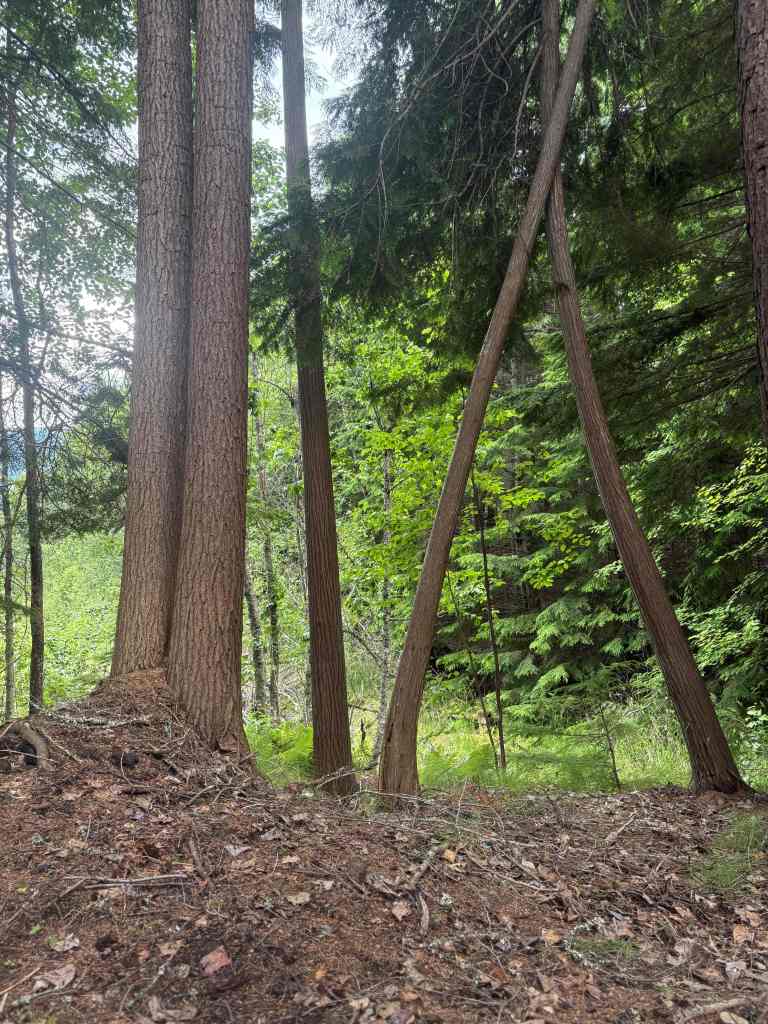 Trees